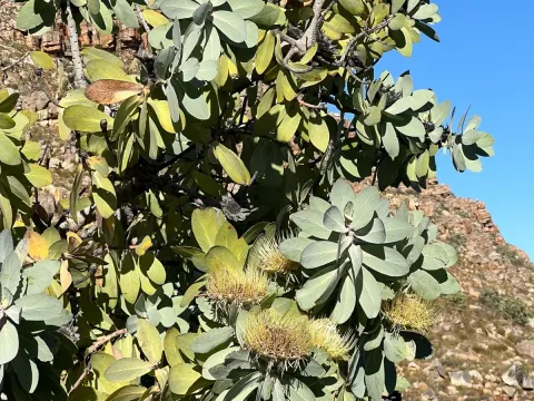 Protea nitida