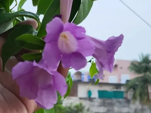 Pseudocalymma