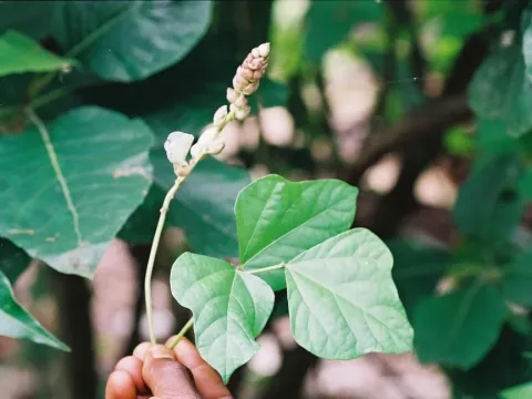 Psophocarpus scandens