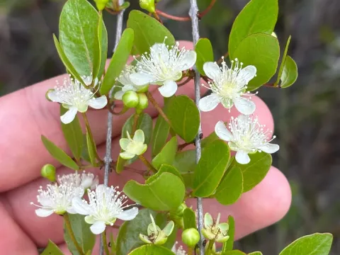 Psidium longipes