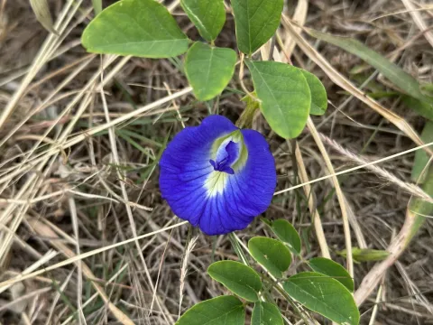 Clitoria