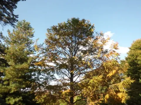 Golden larch