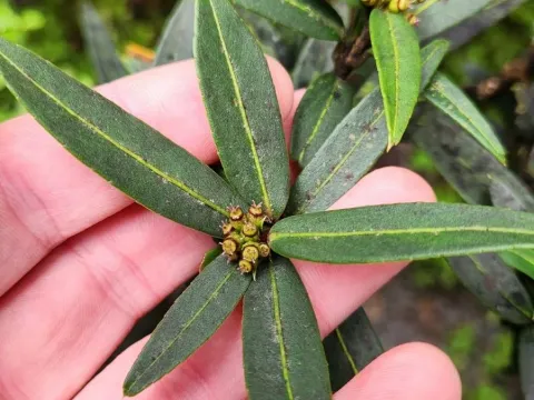 Pseudopanax