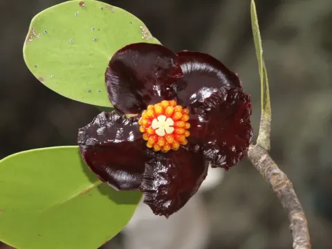Clusia