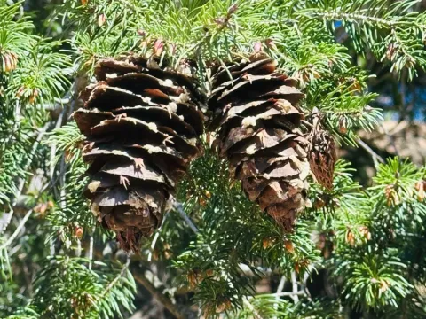 Bigcone Douglas fir