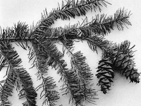 Wilson's Douglas-fir