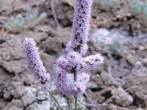 Psylliostachys spicata