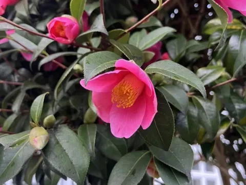 Camellia