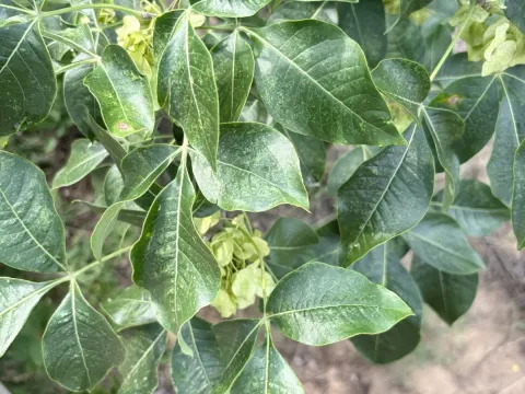 Baldwin's hoptree