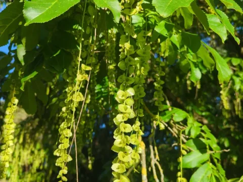 Pterocarya