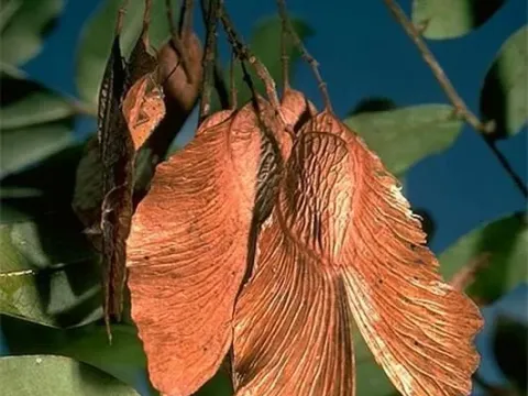 Pterogyne