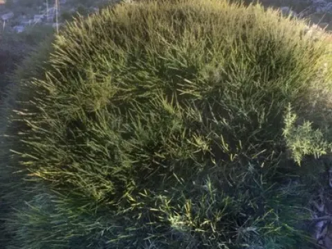 Hormatophylla spinosa