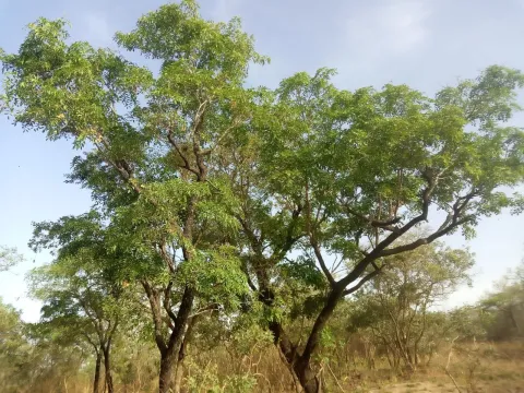 Pterocarpus erinaceus