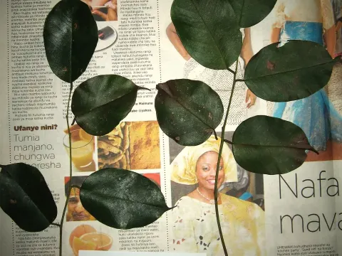 Pterocarpus tinctorius