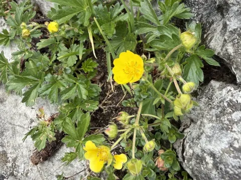 Golden cinquefoil