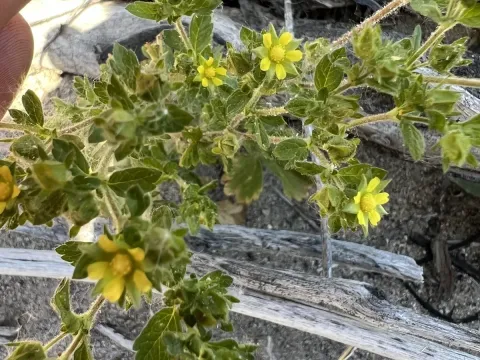Biennial cinquefoil