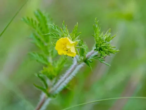 Potentilla chinensis