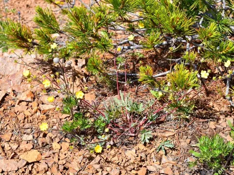 Diverse-leaved cinquefoil