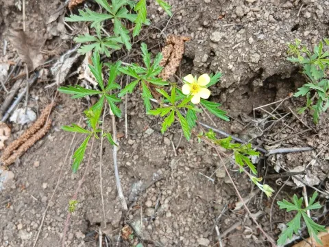 Potentilla flagellaris