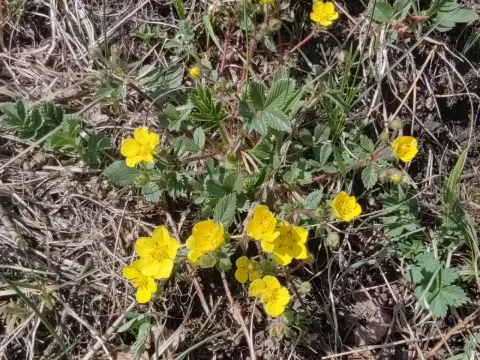 Potentilla fragarioides