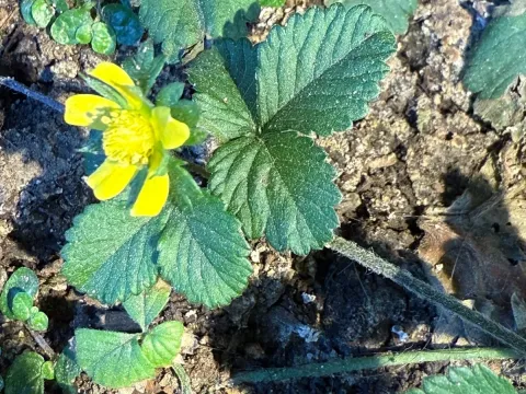 Freyn's cinquefoil