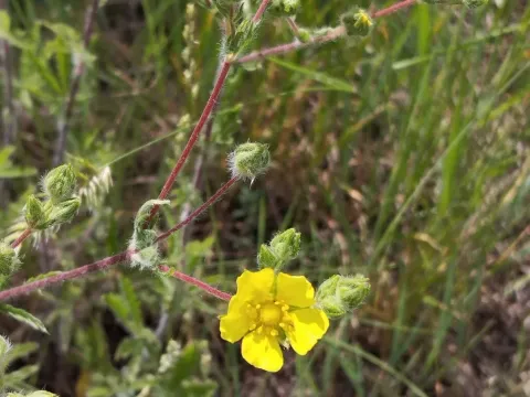 Grey cinquefoil