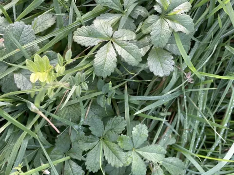 Creeping cinquefoil