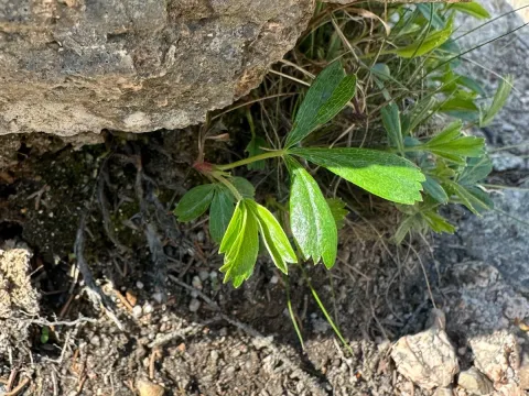 Three-toothed cinquefoil