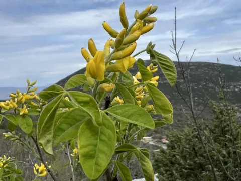 Petteria