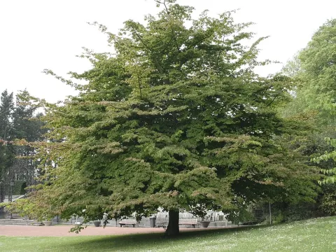 Parrotia