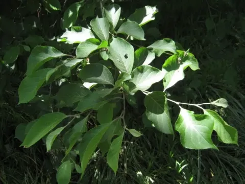 Pterostyrax hispida