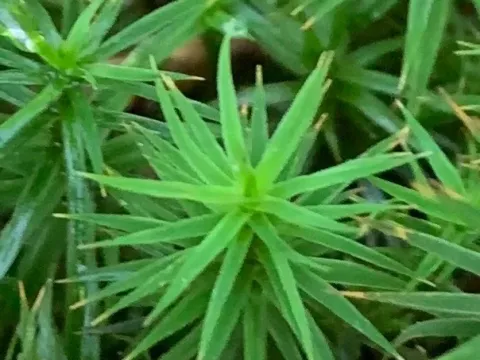 Polytrichastrum formosum