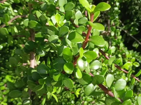 Portulacaria