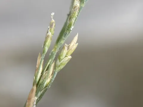Puccinellia airoides