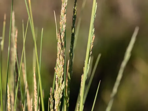 Puccinellia stricta