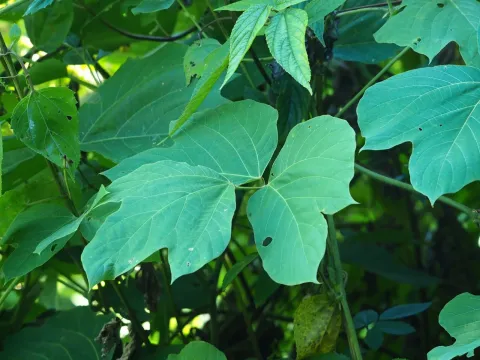 Pueraria thomsonii