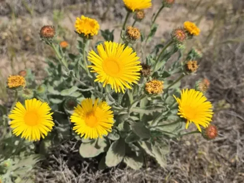 Fleabane
