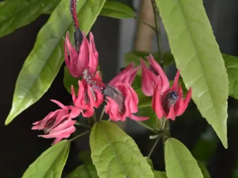 Pavonia