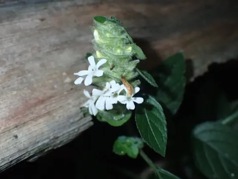 Фаулопсис
