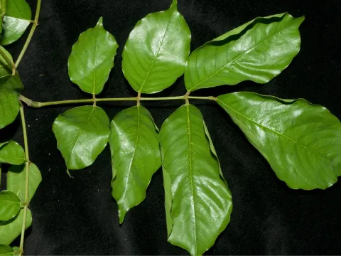 Platysepalum