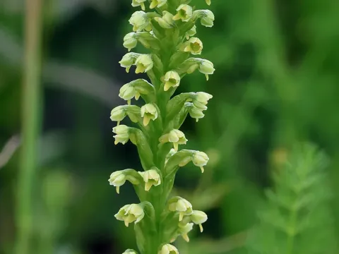 Pseudorchis