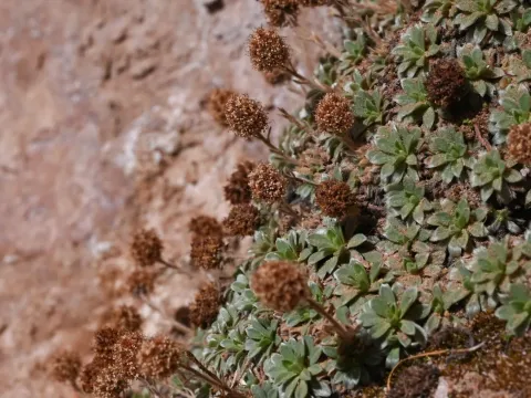 Petrophytum