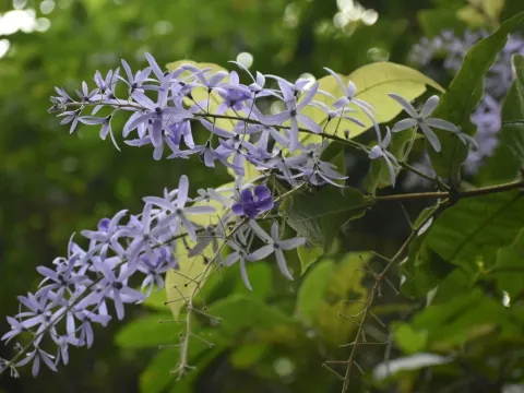Petrea volubilis