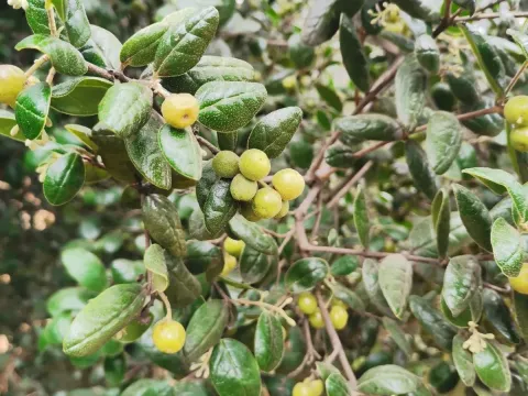 Peumus