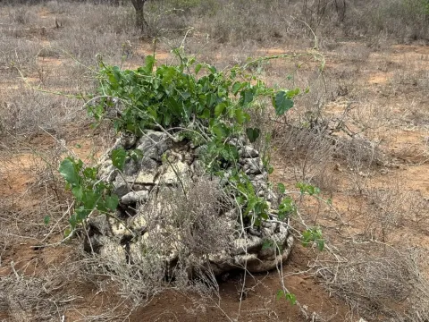 Pyrenacantha