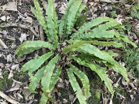 Hart's-tongue fern