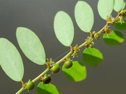 Carolina leaf-flower