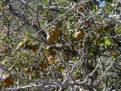 Phyllanthus galeottianus