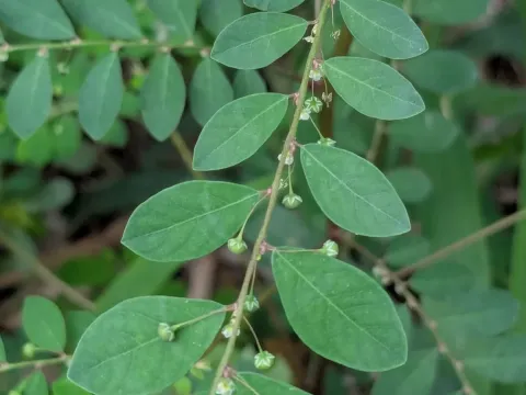 Phyllanthus tenellus