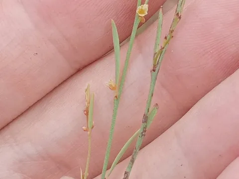Phyllanthus pentandrus